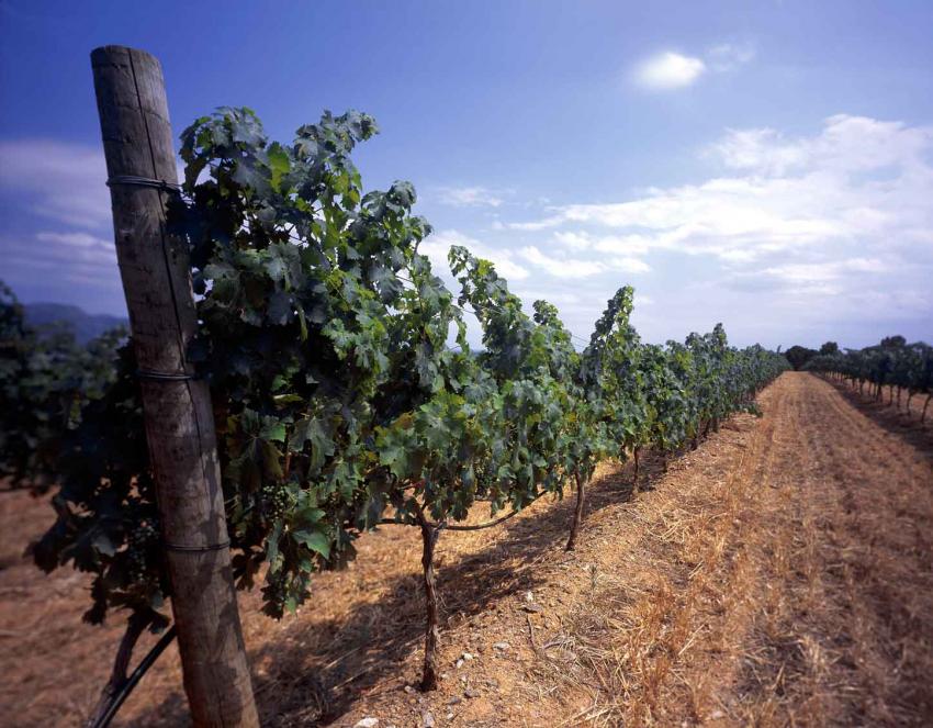 Finca Malaveïna Finca Malaveïna